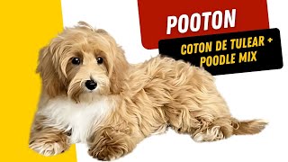 Adorable Pooton Coton de Tulear  Poodle Mix [upl. by Josselyn]