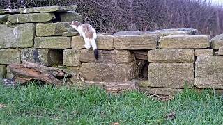 Stoat vs Weasel  Discover Wildlife  Robert E Fuller [upl. by Stryker137]