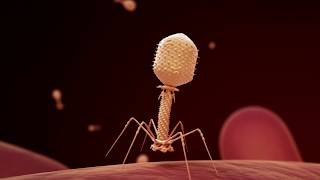 Fighting Infection with Phages [upl. by Lamond251]