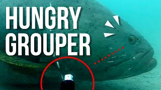 Giant 300kg Queensland Grouper steals our camera [upl. by Androw]