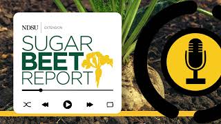 Early Season Pest Management  Sugarbeet Report [upl. by Ilaw]