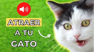 Maullidos para Atraer a tu Gato Garantizado🐈💖 [upl. by Akehsar]