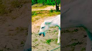 Palto gadhy youtubeshorts animals nature SunriseJungleBeat [upl. by Auqinahc]