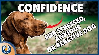 Creating Confidence For Anxious Stressed Or Reactive Dogs Part 1 168 podcast [upl. by Ailina57]