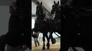 Most Powerful Percheron Horses In The World [upl. by Aiuqet126]