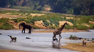 Olifants River  Wildlife Live Stream – Greater Kruger National Park [upl. by Hatti]