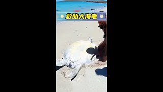 男人帶著女兒在沙灘上遊玩，發現一隻無助的大海龜 神奇動物在抖音 萬物皆有靈性 動物世界 海洋生物 老外真會玩 [upl. by Qifahs]