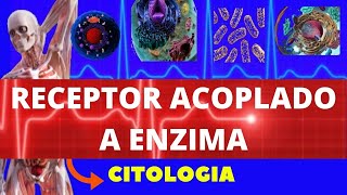 RECEPTORES ACOPLADOS A ENZIMAS SINALIZAÇÃO CELULAR  CITOLOGIA  ENSINO SUPERIOR [upl. by Maccarone]