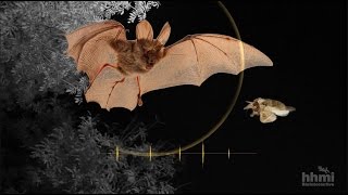 Moth Mimicry Using Ultrasound to Avoid Bats  HHMI BioInteractive Video [upl. by Sackey]