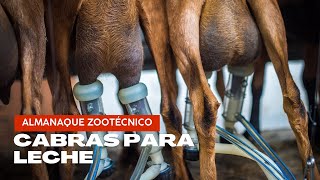 CABRAS PRODUCTORAS DE LECHE [upl. by Smoht]