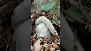 Un PORCINO XXL  porcini funghiporcini funghi boletus boletusedulis fungo edulis [upl. by Yrahcaz]