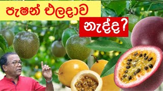 පැෂන් වැල පිරෙන්න ගෙඩි ගන්න විදිය  Passion Fruit  Ceylon Agri  Episode 143 [upl. by Llesirg]