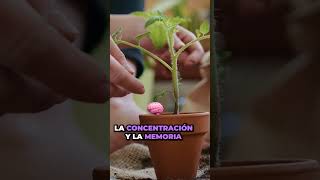 5 Plantas Medicinales Esenciales para tu Jardín Salud y bienestar con plantas PARTE 1 🌿💊 [upl. by Delwin]