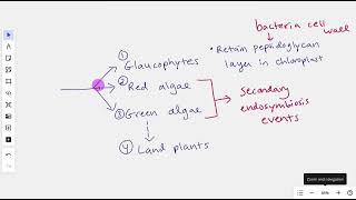 Primary Endosymbiosis Divergence into Archaeplastida [upl. by Yarod874]