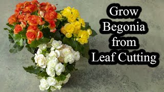 How to Grow Begonias from Leaf Cutting  Full Guide [upl. by Retrac]