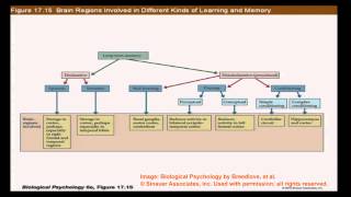 Brain and Behavior  Learning and Memory Basic Distinctions II [upl. by Irrahs113]