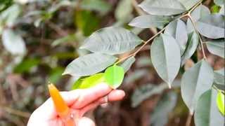 「香港中草藥探索之旅」植物導賞影片  土沉香 Aquilaria sinensis Lour Gilg [upl. by Delores724]