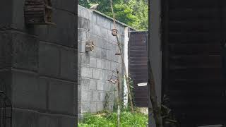 Collared pigeon watches on as sparrow eats birds nature summer peaceful sparrows birdwatching [upl. by Ojyram]