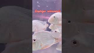 Geophagus Surinamensis Asiaaquariumnpets Kalyan East [upl. by Claudine]