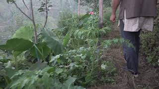 प्राकृतिक खेती से कैसे बदली राजपाल की जिंदगी NaturalFarming Himachal Pradesh [upl. by Graf]