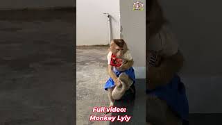 Monkey Lyly received a gift from her neighbor shorts monkey youtubeshorts viralshort [upl. by Ahsina]