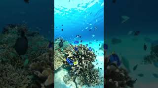 Dory fish factsBlue tang🐟 trendingshorts marinefacts youtubeshorts fish marinespecies marine [upl. by Anawk112]