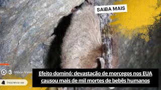 🟢Efeito dominó devastação de morcegos nos EUA causou mais de mil mortes de bebês humanos [upl. by Ddarb]