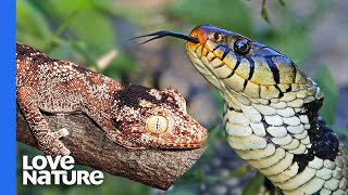 SpinyTailed Gecko Repels Snake With Stinky Farts [upl. by Gwendolin]