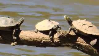 Delta Map Turtle Graptemys nigrinoda delticola aka Southern Blackknobbed Map Turtle [upl. by Htiduy945]