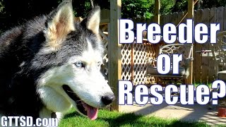 Breeder or Rescue Destructive Dogs  Fan Friday 161 [upl. by Theall124]