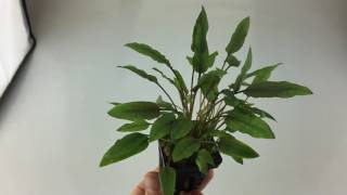 Cryptocoryne species red Aquarium Plant [upl. by Llenyt129]