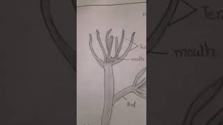 Phylum 3 Cnidaria a Hydra Intermediate students zoology record book [upl. by Reppiks]