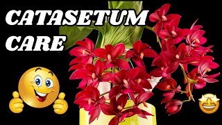 Catasetum Orchid Care Growing Dormancy Watering Fertilizing Reblooming Repotting [upl. by Rayna]