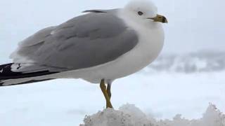 Ringbilled Gull Calling [upl. by Yznel475]