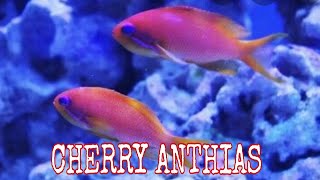 CHERRY ANTHIAS FISHFel TV [upl. by Ormsby]