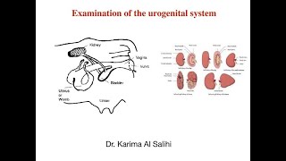 Urogenital system examination  Examining the Urogenital system in a patient [upl. by Alberic900]