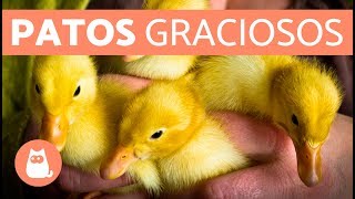 Cute Duckling Reloaded  Patos graciosos [upl. by Satterfield]