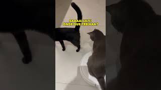 Claramente eles precisam de instrutor nessa MIAUTOESCOLA 🤣gatos trigatos theycantalk [upl. by Horlacher]