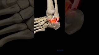 Ankle sprain and lateral collateral ligament injury shortsfeed trending anatomy [upl. by Acilegna]