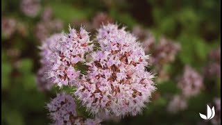 Comment cultiver lorigan en pot ou au jardin   Truffaut [upl. by Peednus]