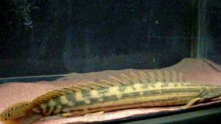 NILE BICHIR [upl. by Yorel430]