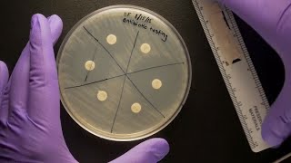 Agar well diffusion assay [upl. by Dela]