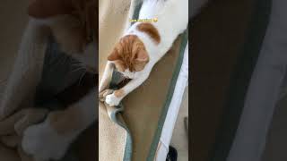 😻Cat is hunting🧶😁 cat cute fun play playing hunting [upl. by Fabiola]