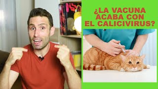 ¿La vacuna acaba con el calicivirus en gatos infectados [upl. by Siclari]