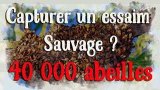 Comment Capturer un essaim sauvage 40 000abeilles Les abeilles et lessaimage [upl. by Hobie]