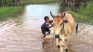 Cambodian Cow Wash [upl. by Aan]