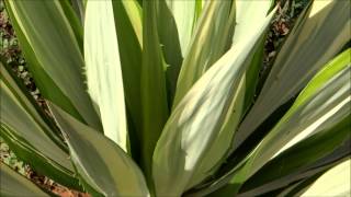 Beautiful Plant  Furcraea Foetida Mediopicta [upl. by Seibold999]