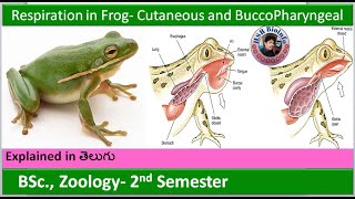 Respiration in Frog  Respiratory system in Frogs  Cutaneous and BuccoPharyngeal respiration HSR [upl. by Ecinwahs]