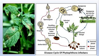 The Life Cycle of Phytophthora infestans potatodisease lateblightofpotato [upl. by Gerhardine]