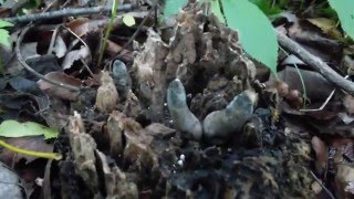 A Dead Mans Finger  Xylaria polymorpha5202016 [upl. by Sindee367]